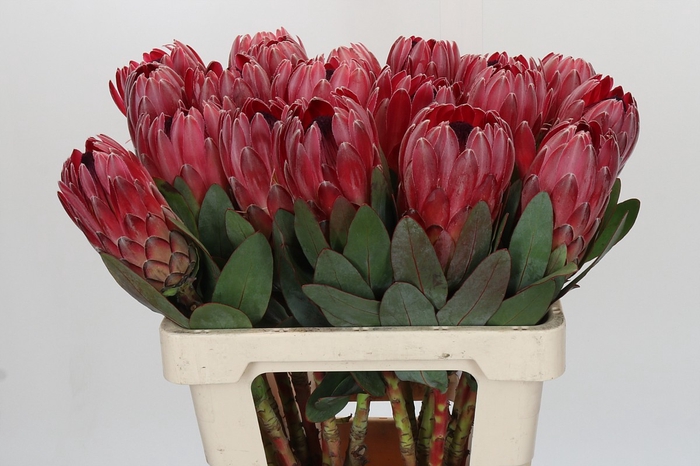 Protea Sharon