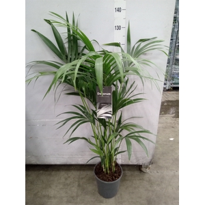 Howea forsteriana