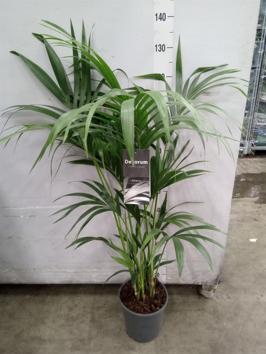 <h4>Howea forsteriana</h4>