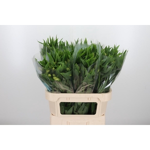 Alstroemeria White Swan 90 Gram