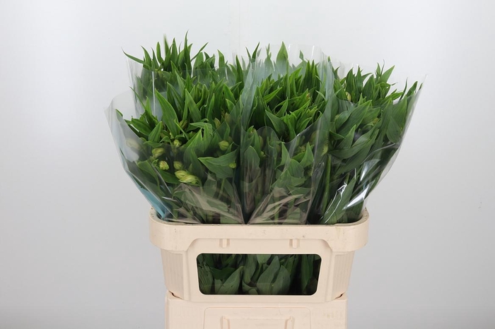 <h4>Alstroemeria White Swan 90 Gram</h4>