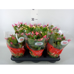 Schlumbergera ...mix 3