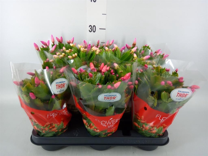 <h4>Schlumbergera   ...mix 3</h4>