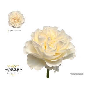 Rosa Garden Vicky Gardens