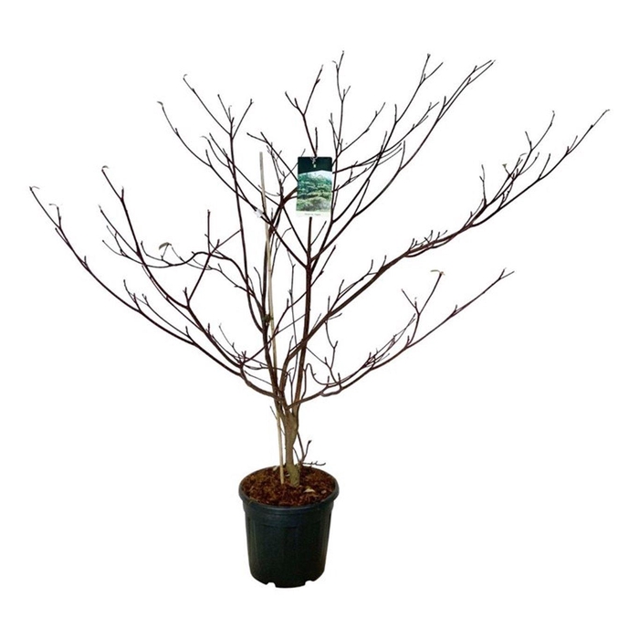 <h4>Cornus controversa 'Pagoda'</h4>