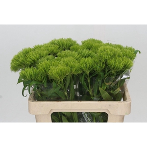 Dianthus Br Kiwi Mellow