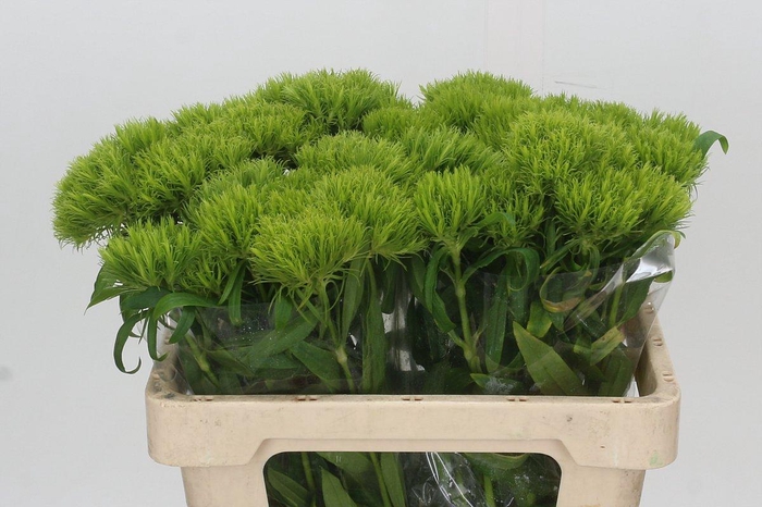 <h4>Dianthus Br Kiwi Mellow</h4>