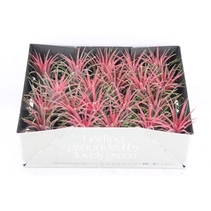 arr3 CP - Till. Ionantha rood x20