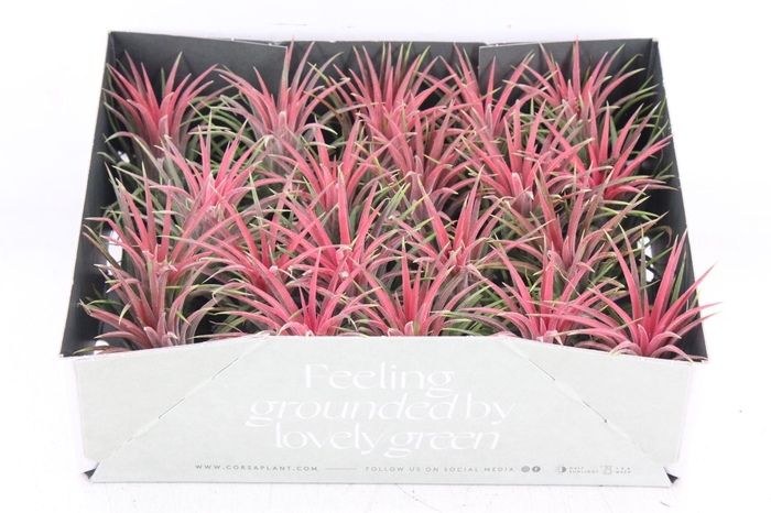 <h4>arr3 CP - Till. Ionantha rood x20</h4>