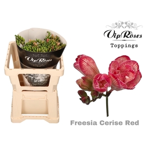FR DU Paint CERISE RED