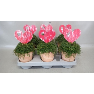 Soleirolia soleirolii   ...green