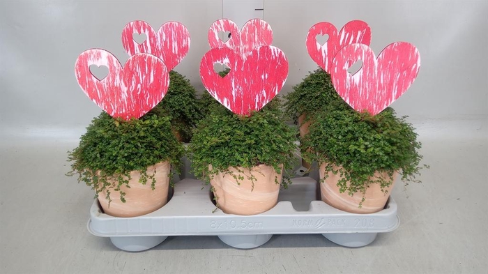 <h4>Soleirolia soleirolii   ...green</h4>