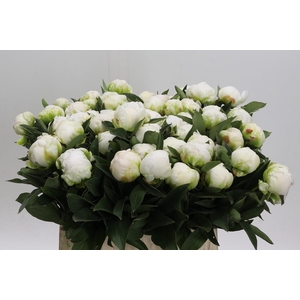 Paeonia Madame Claude Tain