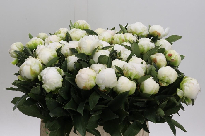 <h4>Paeonia Madame Claude Tain</h4>