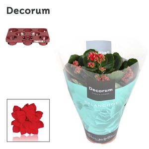 Kalanchoe Decorum - Red