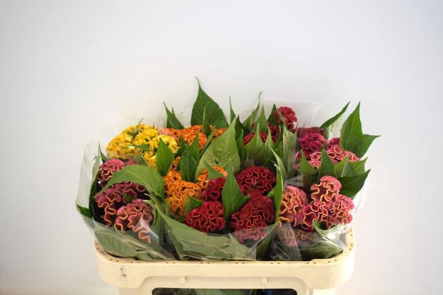 <h4>Celosia act mix in bucket</h4>