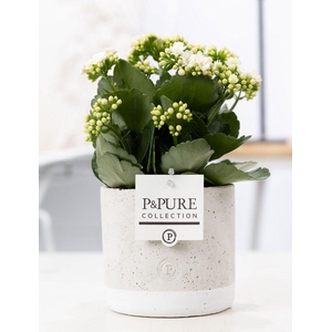 Kalanchoe white in P&PURE Jade ceramics