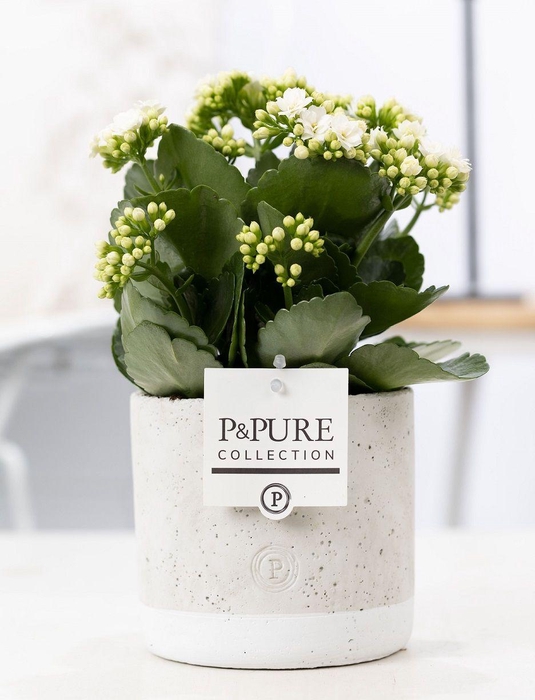 <h4>Kalanchoe white in P&PURE Jade ceramics</h4>