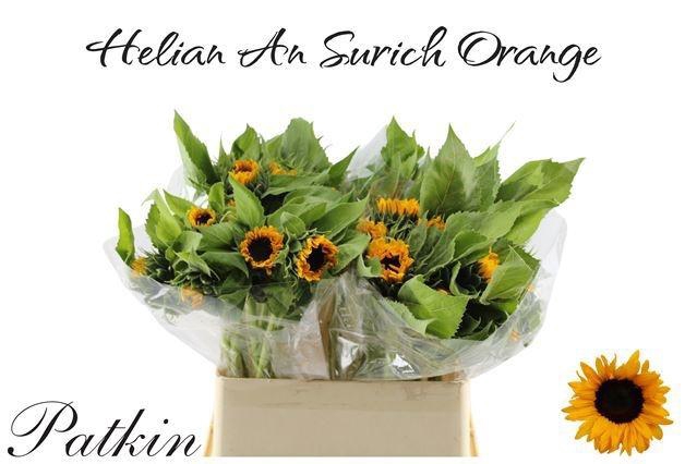<h4>HELI SUNRICH ORANGE</h4>