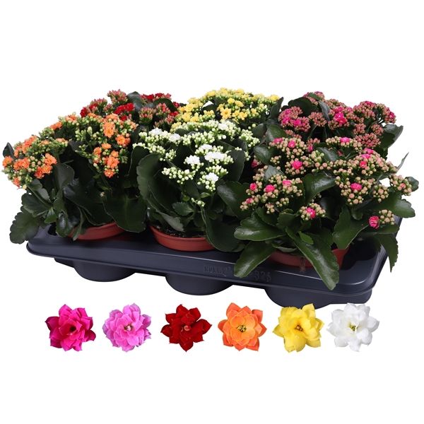 <h4>Kalanchoe Rosalina 15cm mix, zonder hoes</h4>