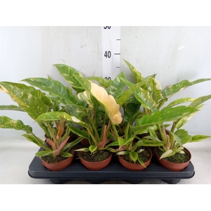 Philodendron  'Ring of Fire'