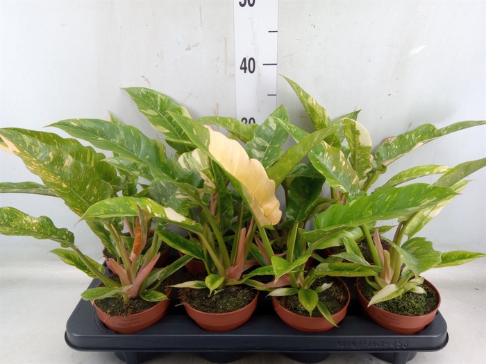 <h4>Philodendron  'Ring of Fire'</h4>