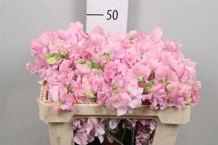 <h4>Lathyr Rose Wedding</h4>