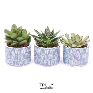 TRULY Succulent, Wave