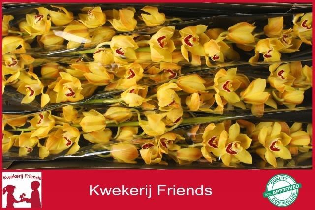 <h4>CYMB T COOKSBRIDGE</h4>