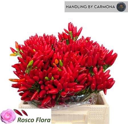 <h4>Cap Red Fire</h4>