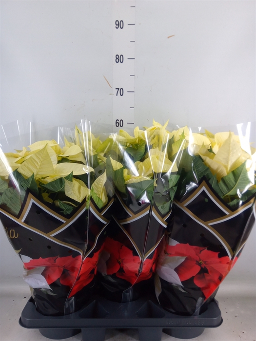 <h4>Euphorbia pulc. 'Alaska'</h4>