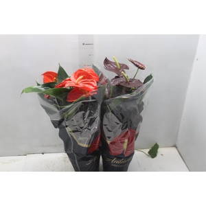 ANTHURIUM VARIADO P17 PREMIUM