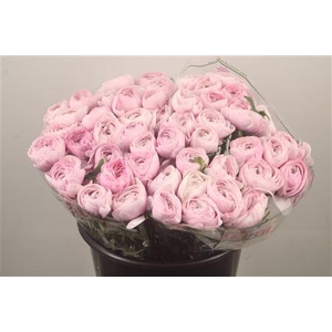 Ran.. Su Nebbia Extra