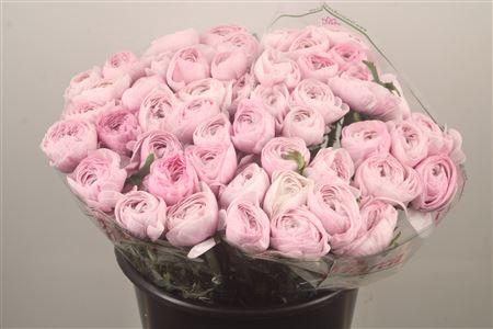 Ran.. Su Nebbia Extra