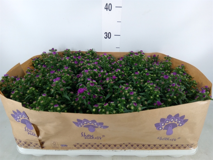 <h4>Aster n-b 'Showmakers Pretty Pink'</h4>