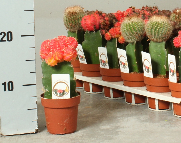 <h4>CACTUS GEM</h4>