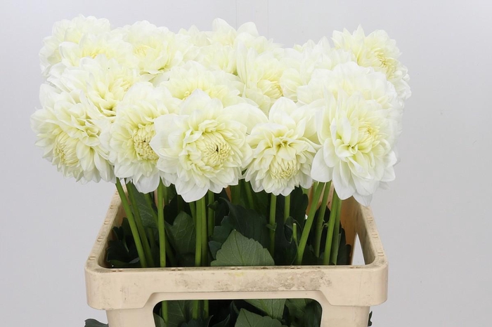 <h4>Dahlia Albaia</h4>