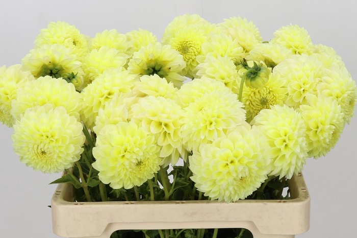 <h4>Dahlia Banana Baby</h4>