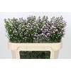 Aster Baby Pink Pearl