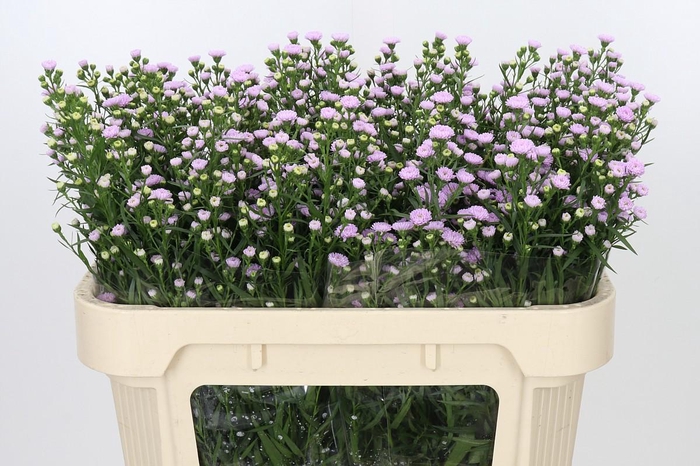 <h4>Aster Baby Pink Pearl</h4>