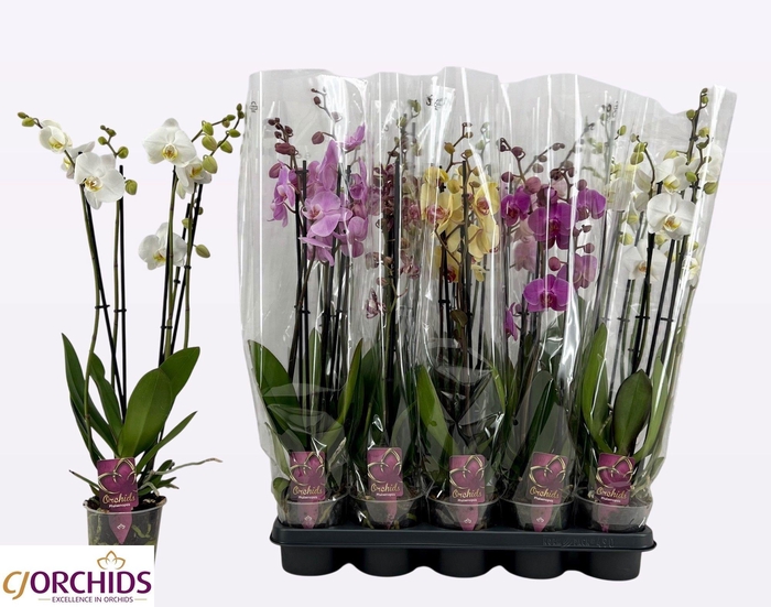PHAL GEM