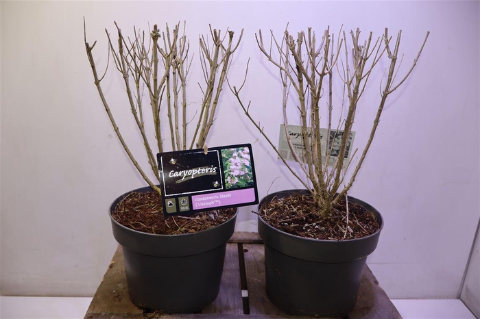 <h4>Caryo Clandonensis</h4>