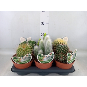 Cactus   ...mix