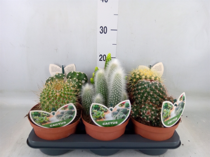 <h4>Cactus   ...mix</h4>