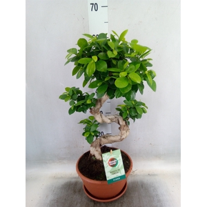Ficus microcarpa 'Ginseng'
