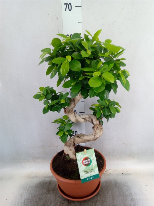 <h4>Ficus microcarpa 'Ginseng'</h4>