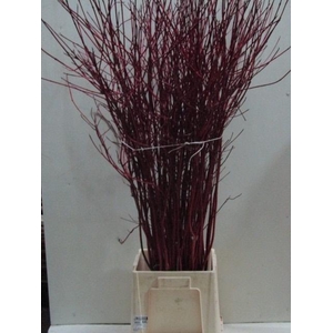 CORNUS ALBA SIBIRICA