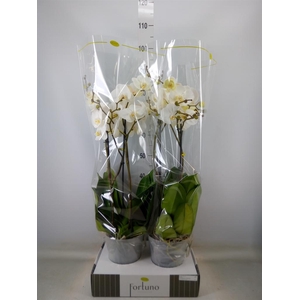 Phalaenopsis   ...white