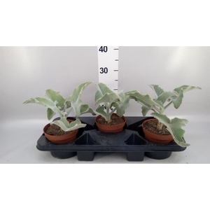 Kalanchoe NF beharensis