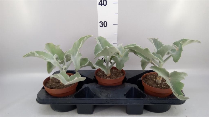 <h4>Kalanchoe NF beharensis</h4>